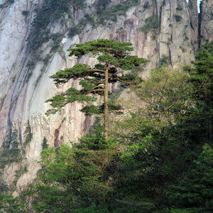 Table Mountain Pine