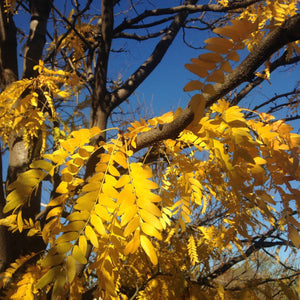 Honeylocust Tree GT