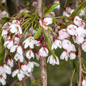 Shidare Weeping Cherry GT