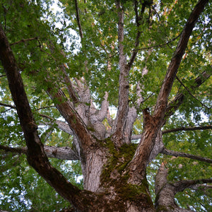 White Oak Bare Root