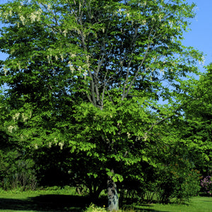 Yellowwood Tree