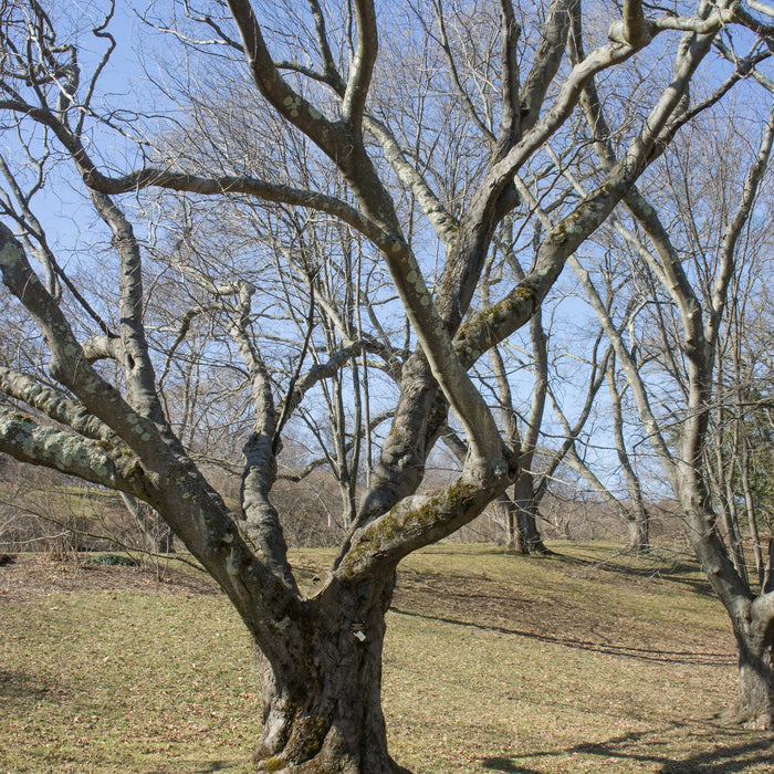 Yellowwood Tree