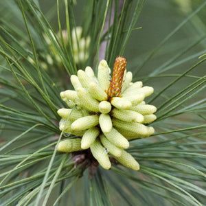 Loblolly Pine Bare Root