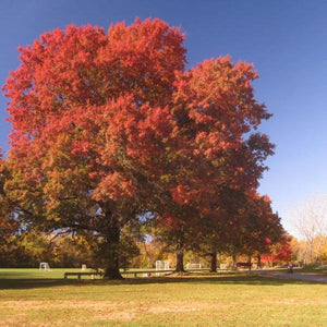 Scarlet Red Oak Seedling