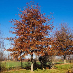Shumard Oak Seedling