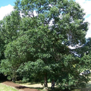 Swamp White Oak Bare Root