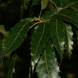 Sawtooth Oak Seedling