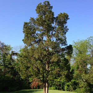 Eastern Red Cedar Tree Bare Root