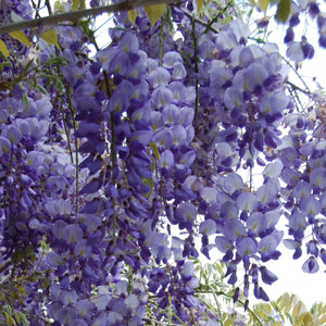 Chinese Wisteria Bare Root