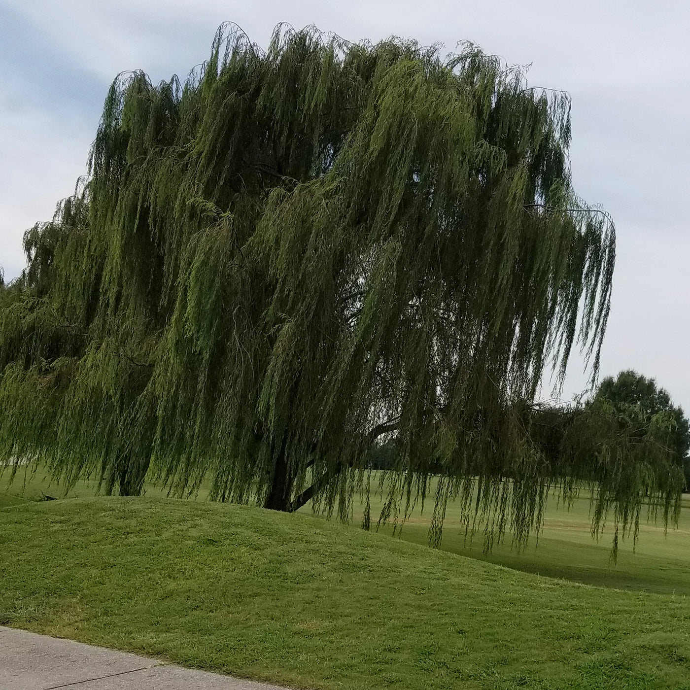 Green Weeping Willow Tree