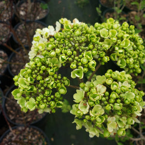 Chinese Snowball Shrub