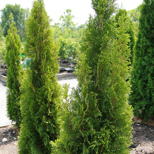 Emerald Green Arborvitae GT