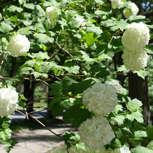 Old Fashioned Snowball Shrub