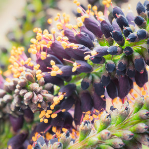 False Indigo Shrub