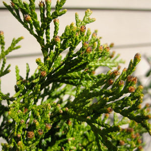 Emerald Green Arborvitae GT