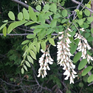 Black Locust GT