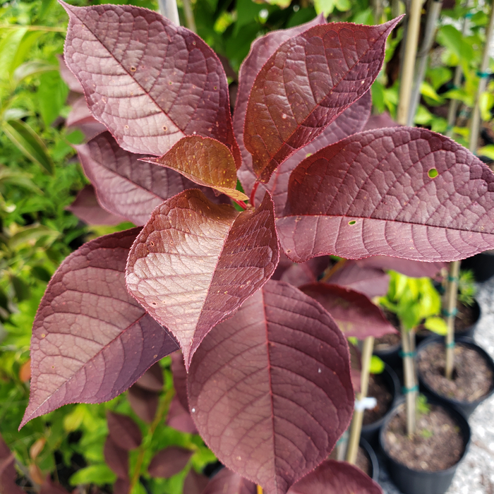 Schubert Red Chokecherry GT