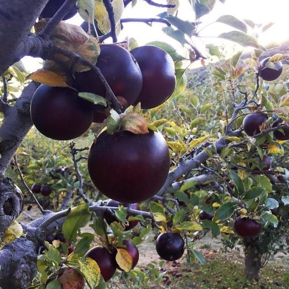 Arkansas Black Apple Tree – Green Thumbs Garden