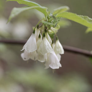 Carolina Silverbell Shrub