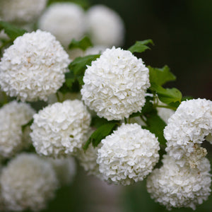 Old Fashioned Snowball Shrub