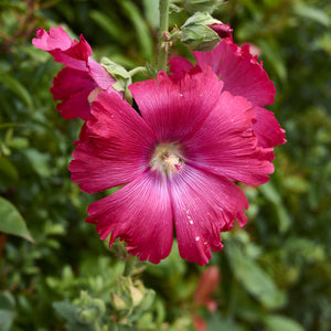Lucy Althea Shrub