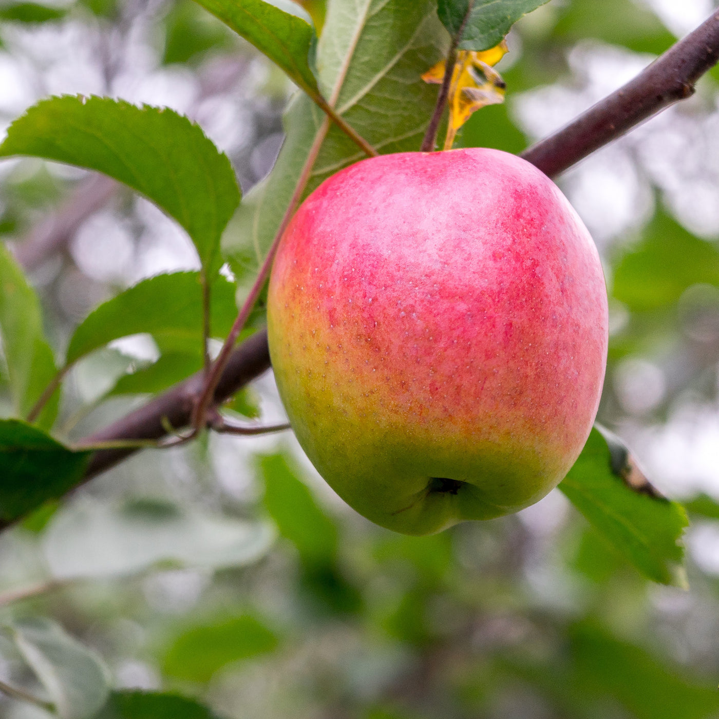 Malus domestica 'Honeycrisp' (Semi-Dwarf Apple)