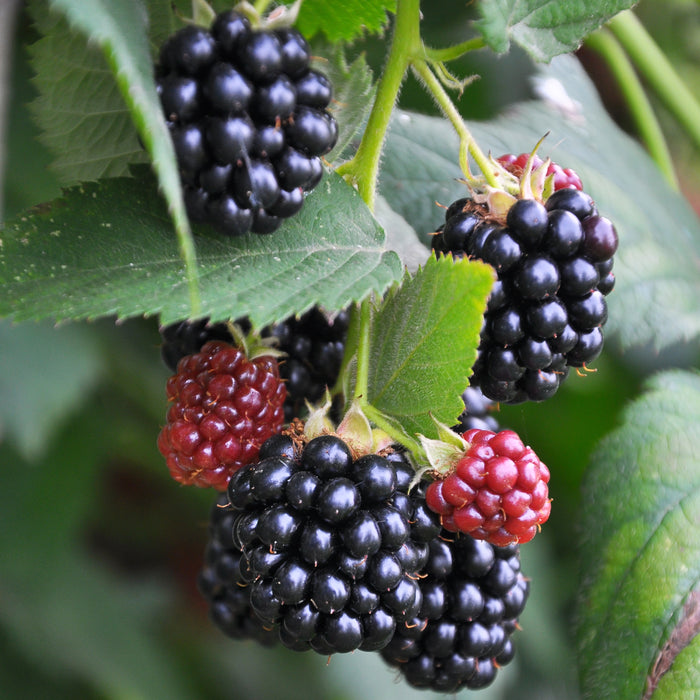 Apache Blackberry Bush