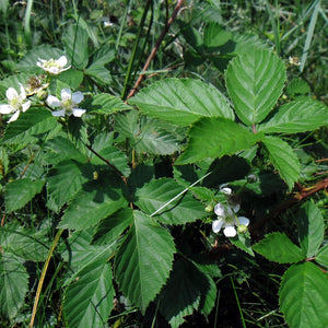 Apache Blackberry Bush