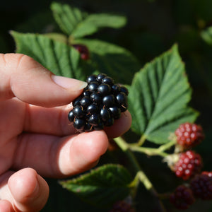 Arapaho Blackberry Bush