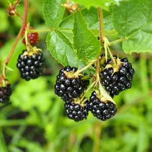 Arapaho Blackberry Bush