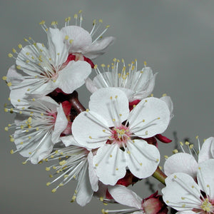 Armenian Apricot Tree