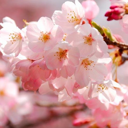 Akebono Cherry Tree