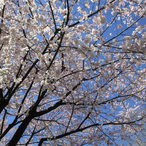 Akebono Cherry Tree