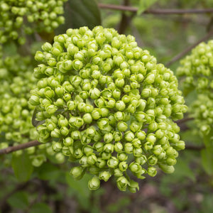 Alleghany Viburnum Shrub