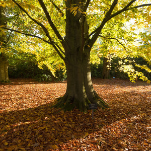 American Beech Tree