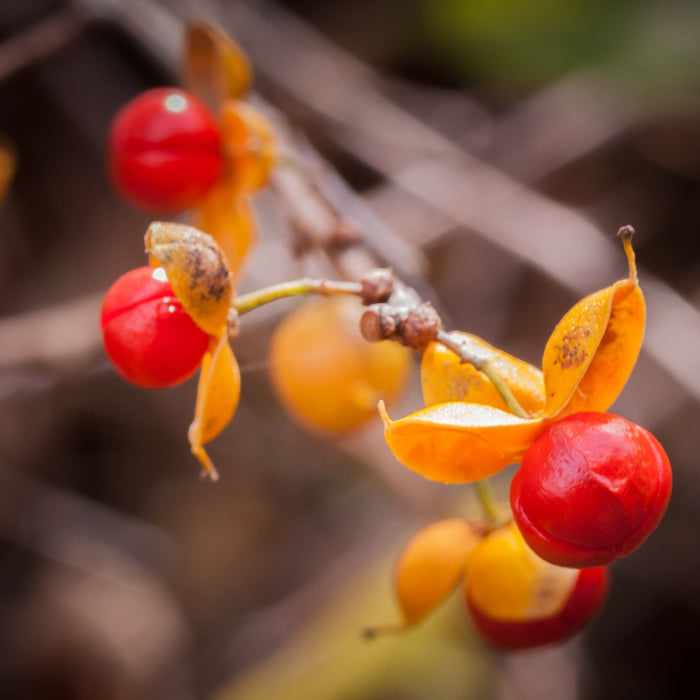 American Bittersweet Vine