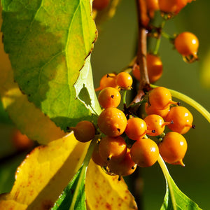 American Bittersweet Vine