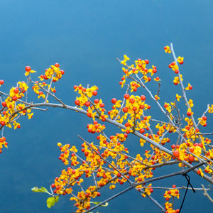 American Bittersweet Vine