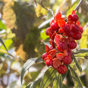 American Bittersweet Vine