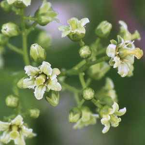 American Bittersweet Vine