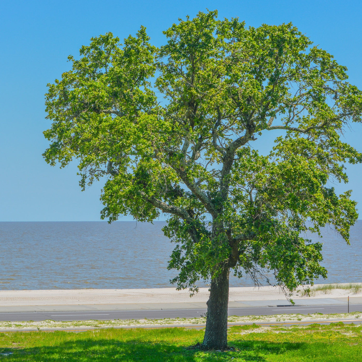 American Elm: 100 Most Common North American Trees