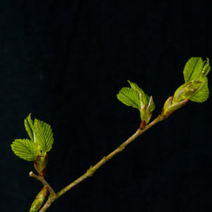 American Elm Tree