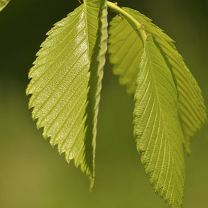 American Elm Tree