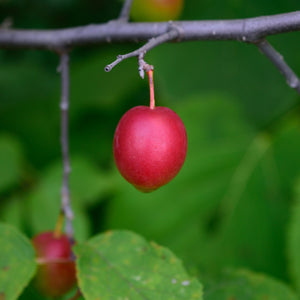 Honey Crisp Apple Tree – Green Thumbs Garden