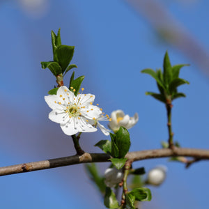 American Wild Plum GT