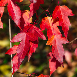 Amur Flame Maple Tree