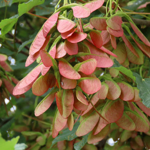 Amur Flame Maple Tree