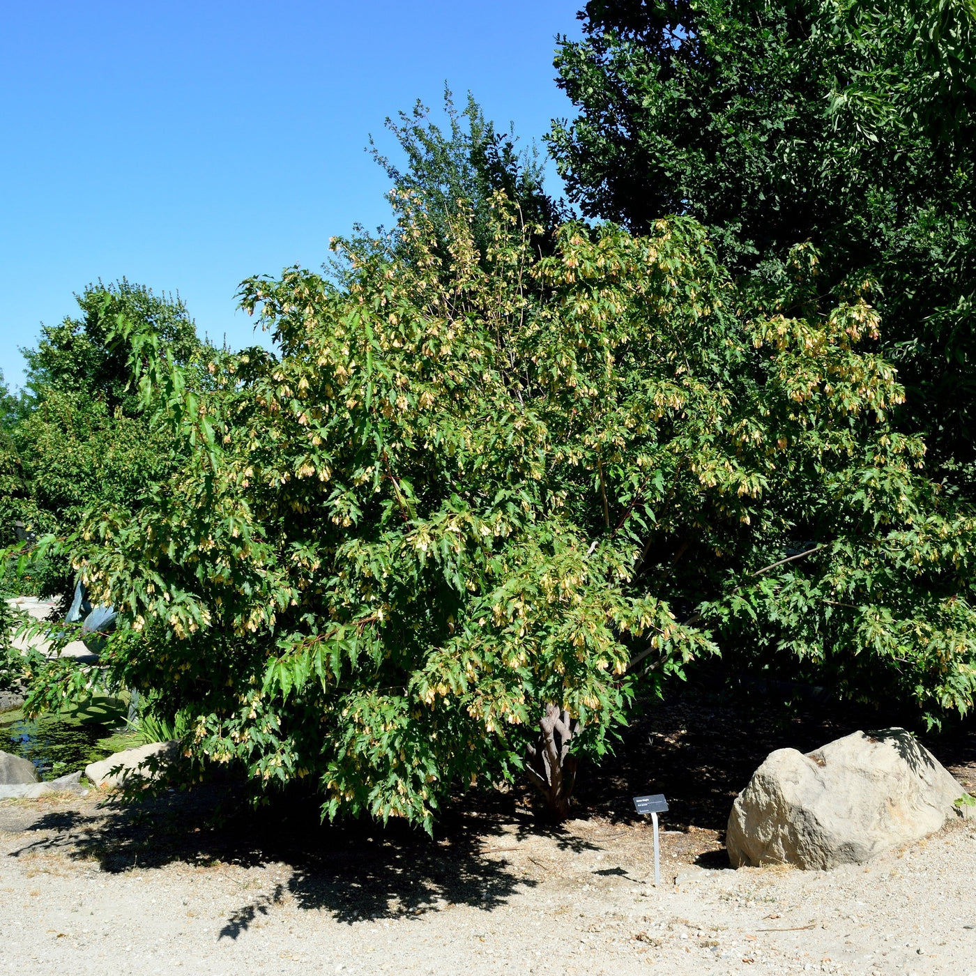 Amur Flame Maple Tree – Green Thumbs Garden