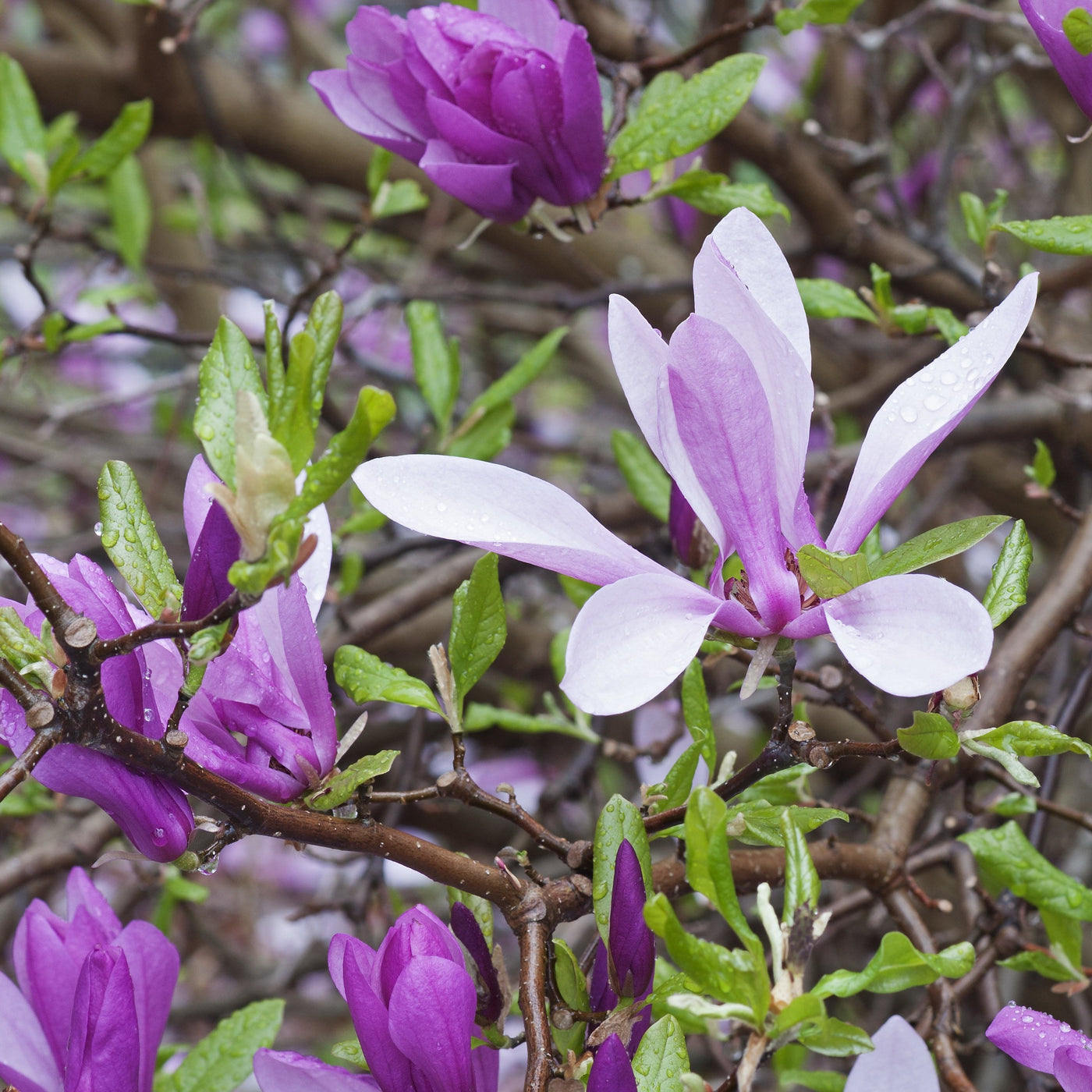 purple magnolia tree