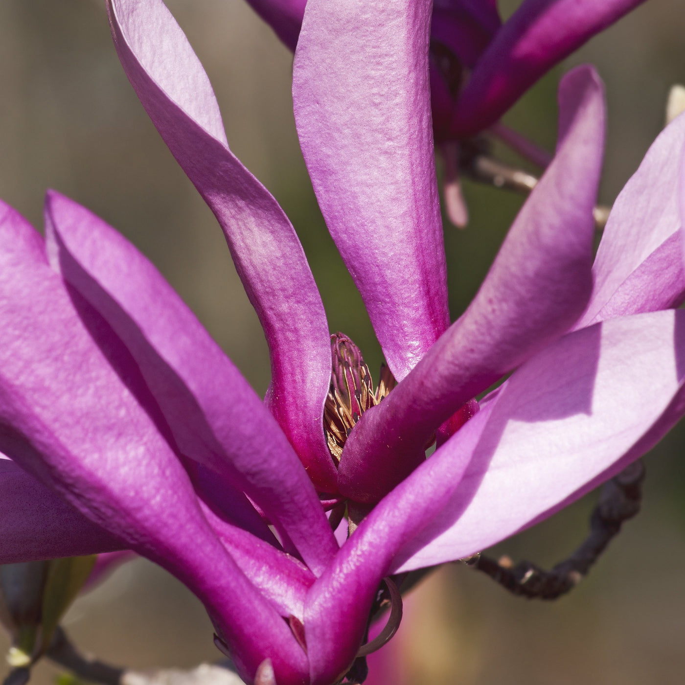 purple magnolia tree